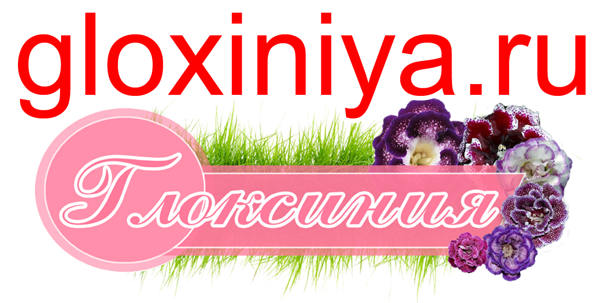 Сайт переехал по новому адресу gloxiniya.ru